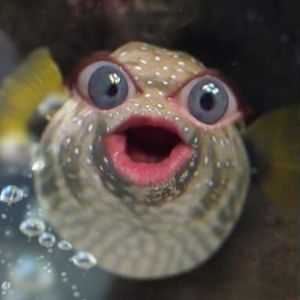 Meet your Posher, Linda-dennis